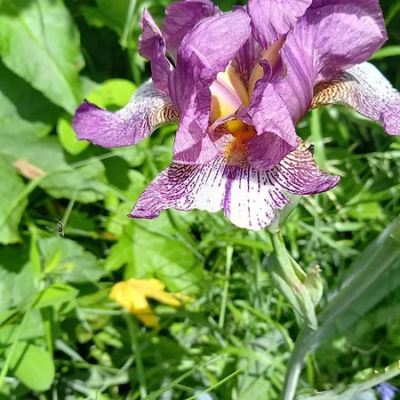 Le Jardin D'apolline Villard-de-Lans